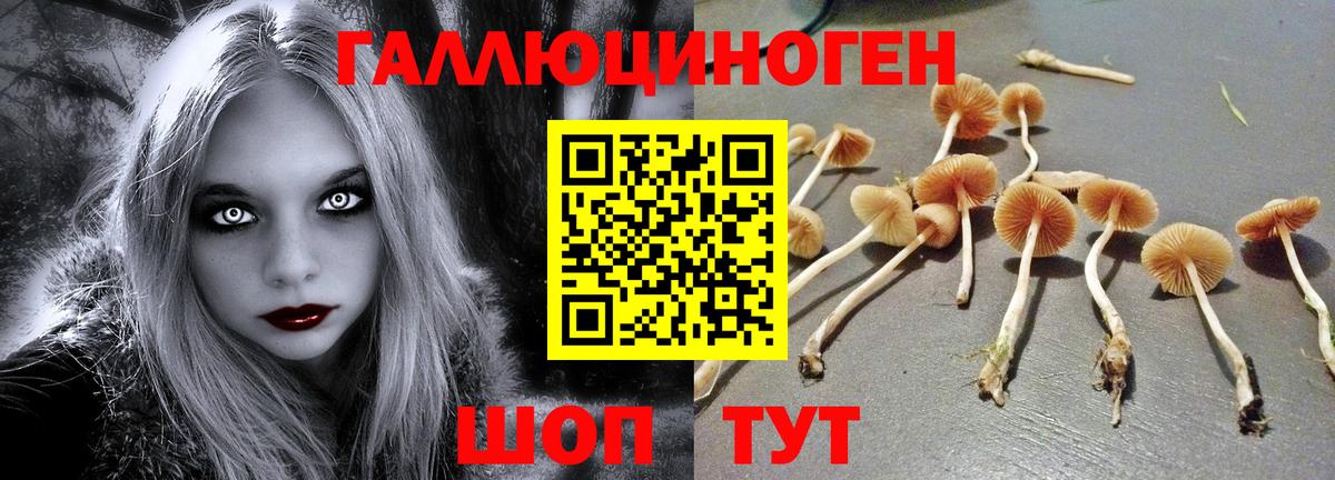 Галлюциногенные грибы Psilocybe  купить  сайты  Новороссийск  Вход с VPN 